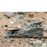 گونه شبگرد هندی Indian Nightjar